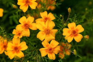 Signet marigold in a summer garden