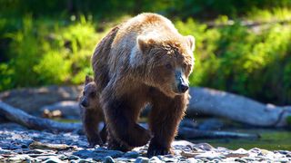Mother grizzly bear and cub