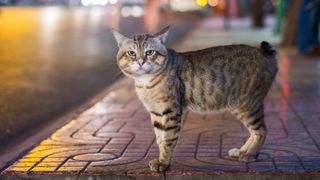 Manx cat stood on sidewalk at night time