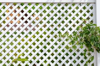 vinyl lattice fence with climbing plant growing through