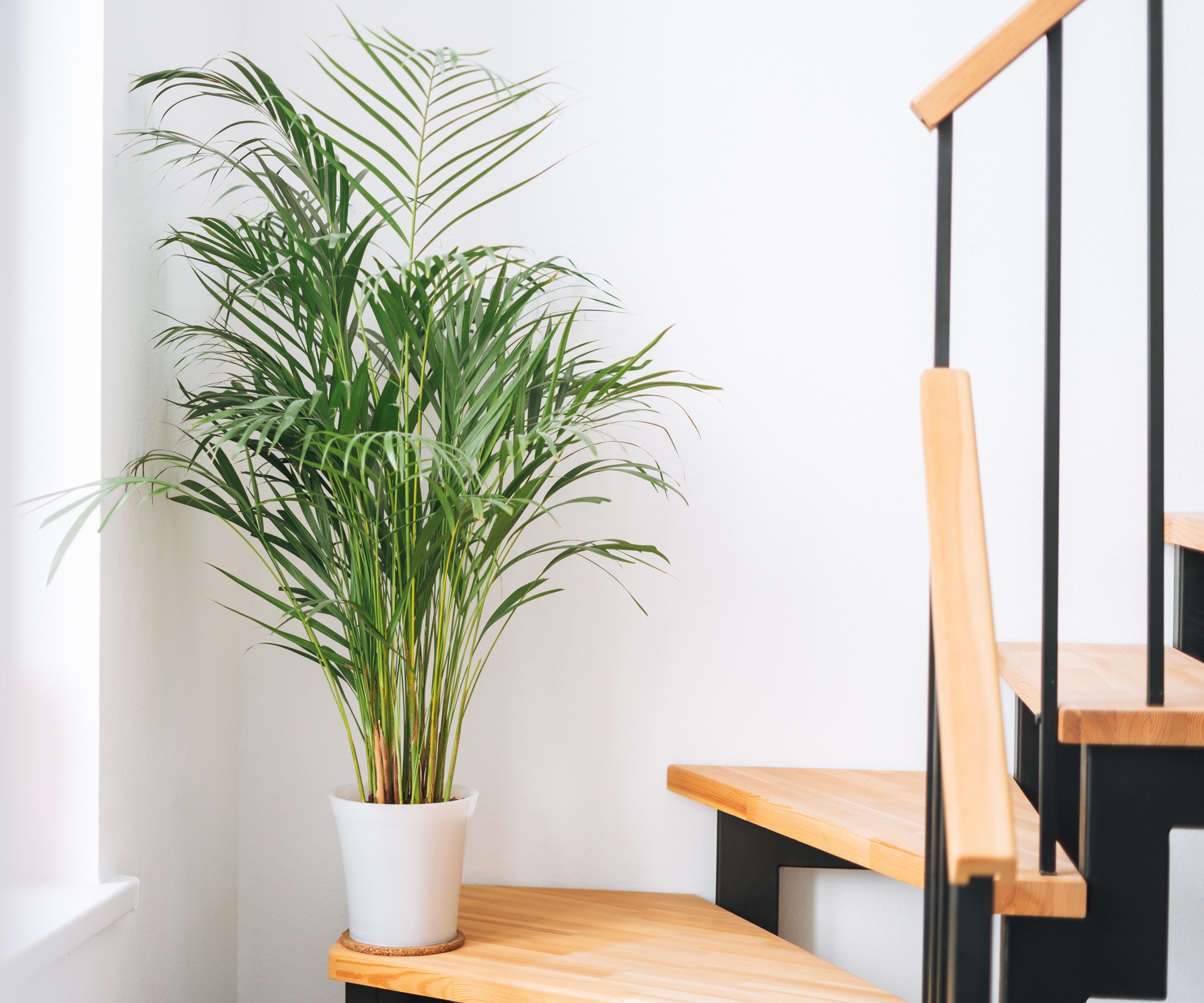 Potted palm on stairs