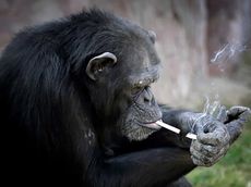 A chimpanzee lighting a cigarette