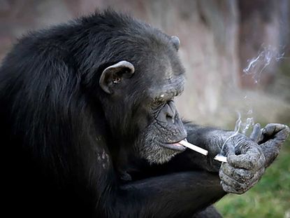 A chimpanzee lighting a cigarette