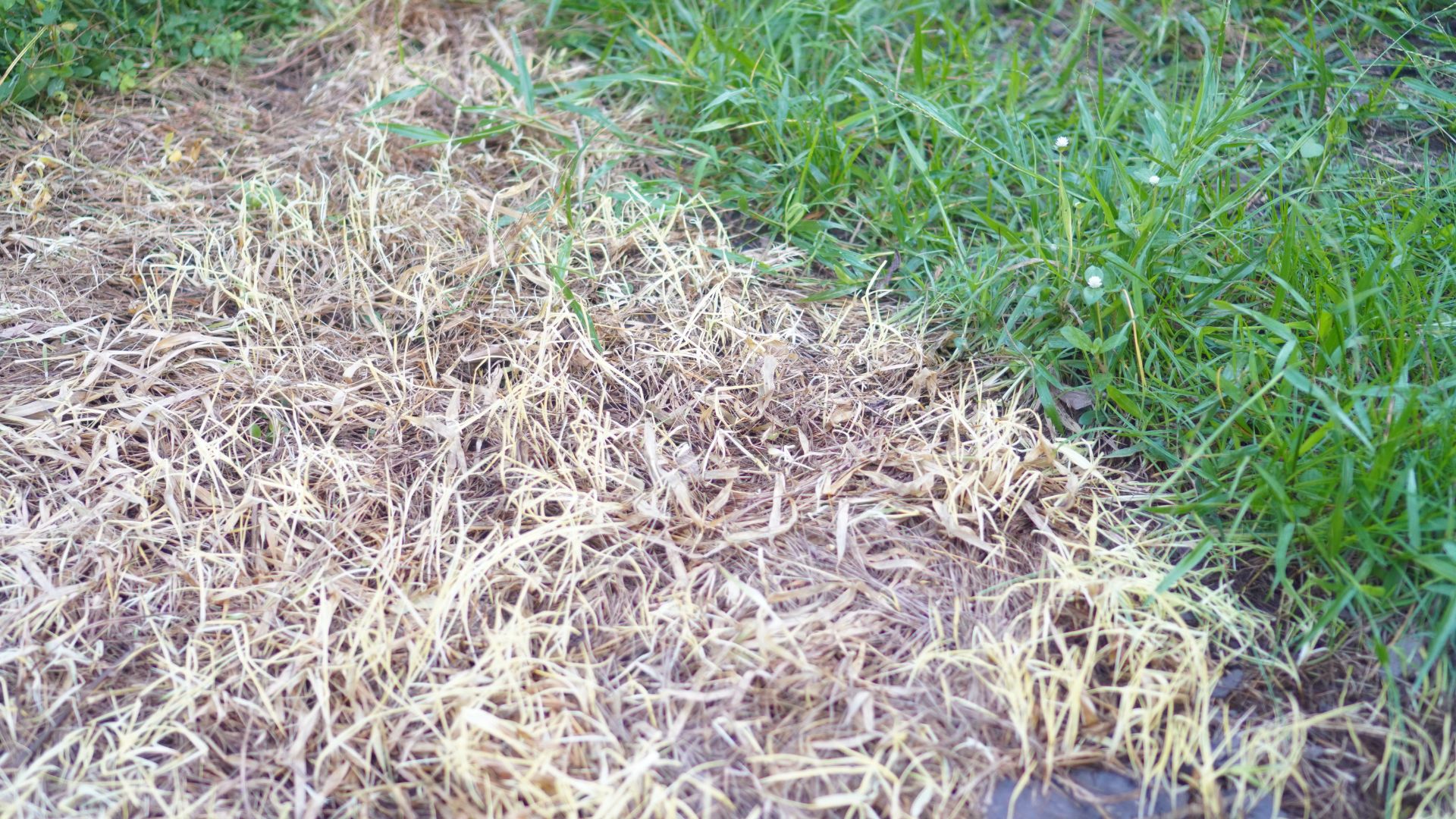 patchy grass with water on top