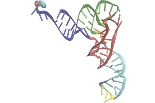 RNA, messenger molecules