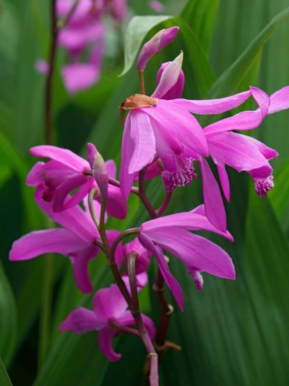 Purple Hardy Orchids