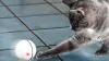 Kokuji Smart Interactive Ball Cat Toy