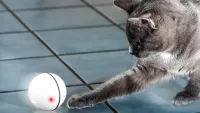 Best indoor cat toys