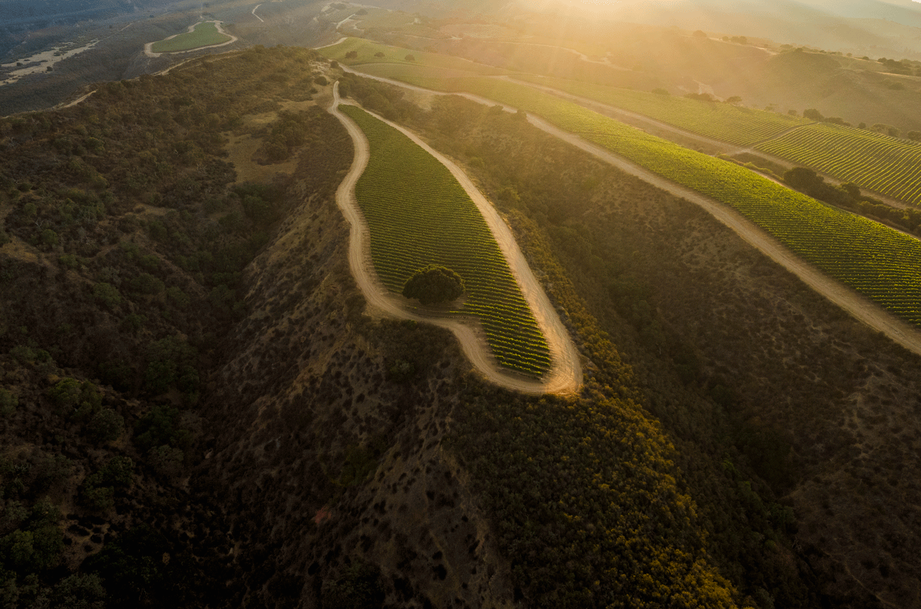 image of Sierra Mar vineyard