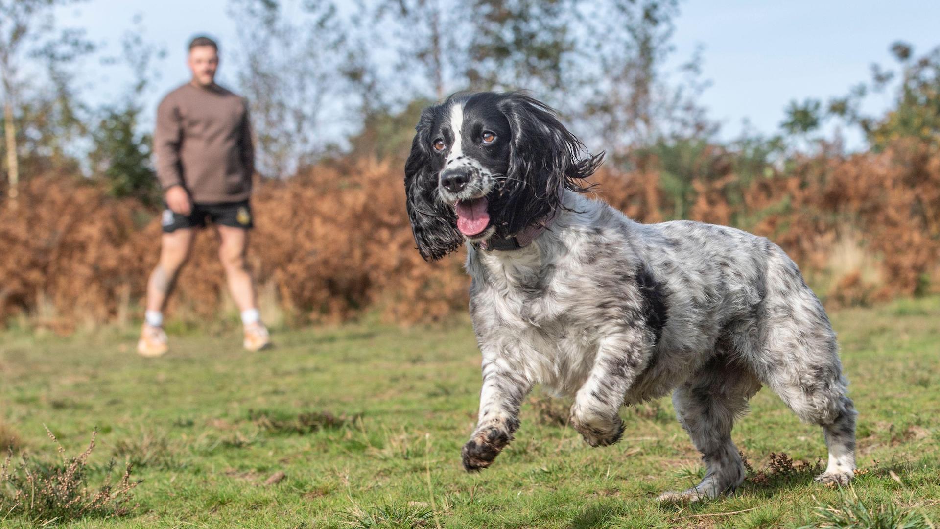 Spaniel running off leash with owner in background