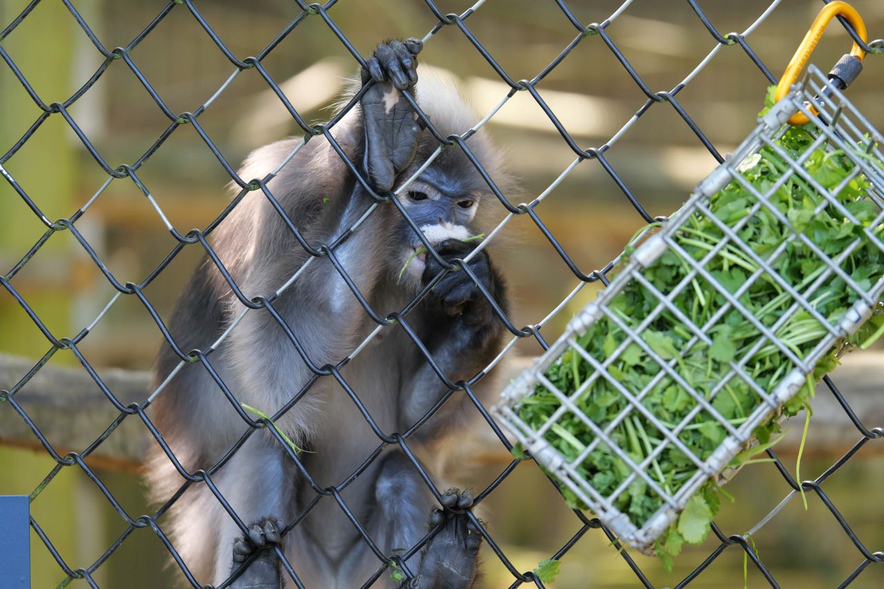 Monkey shot on Panasonic Lumix G9 II
