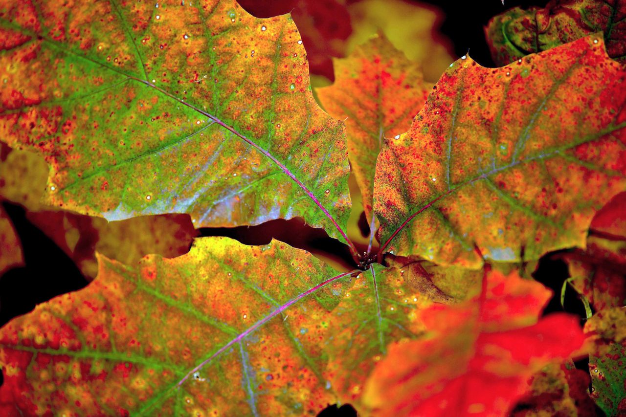 A fall leaf in Erdospusyta, Hungary. 