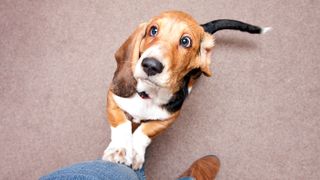 Basset hound jumping up at owner
