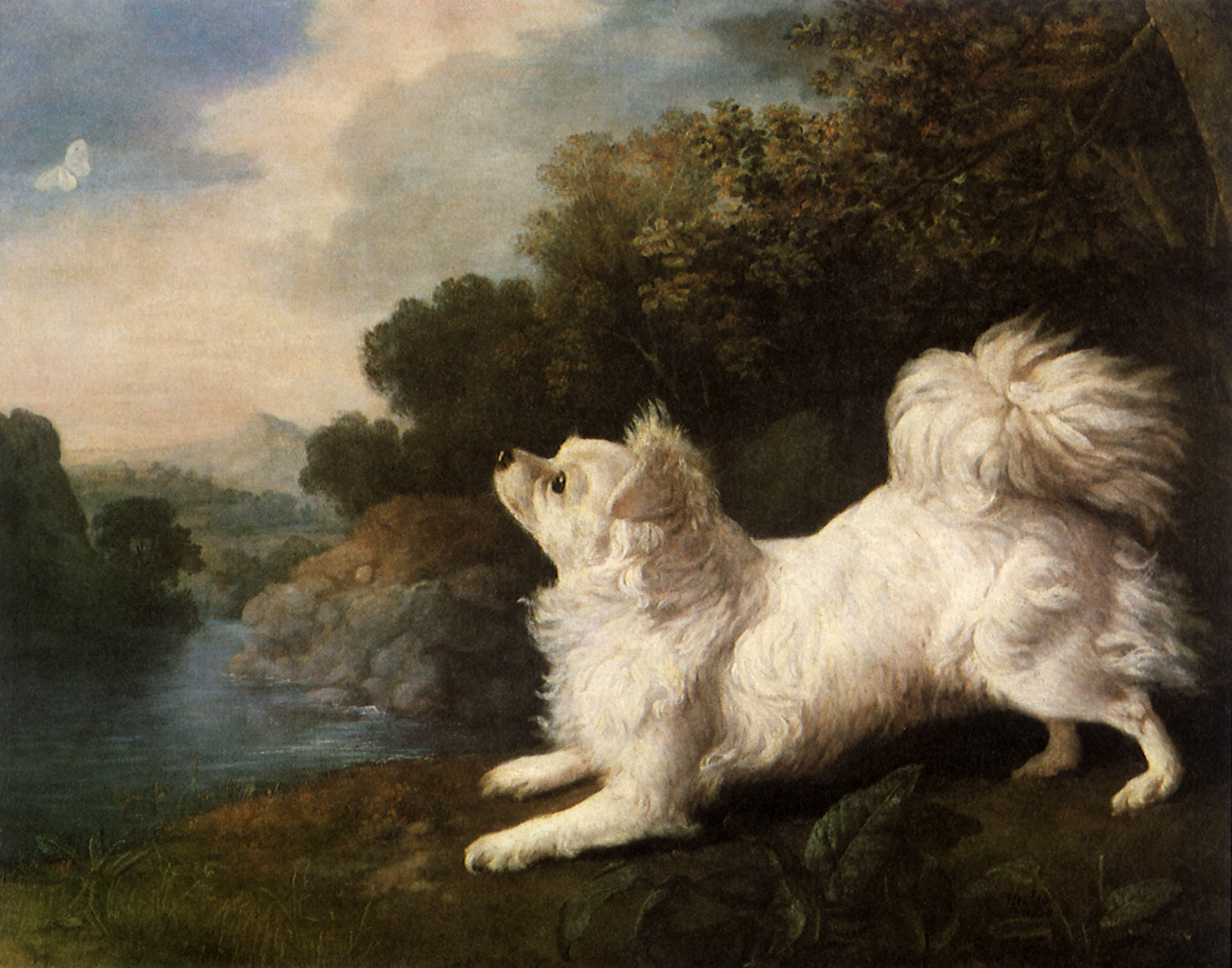 Portrait of a papillon dog crouching down on its front legs