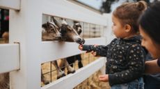 A toddler feeds goats at a city farm