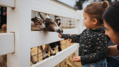 A toddler feeds goats at a city farm