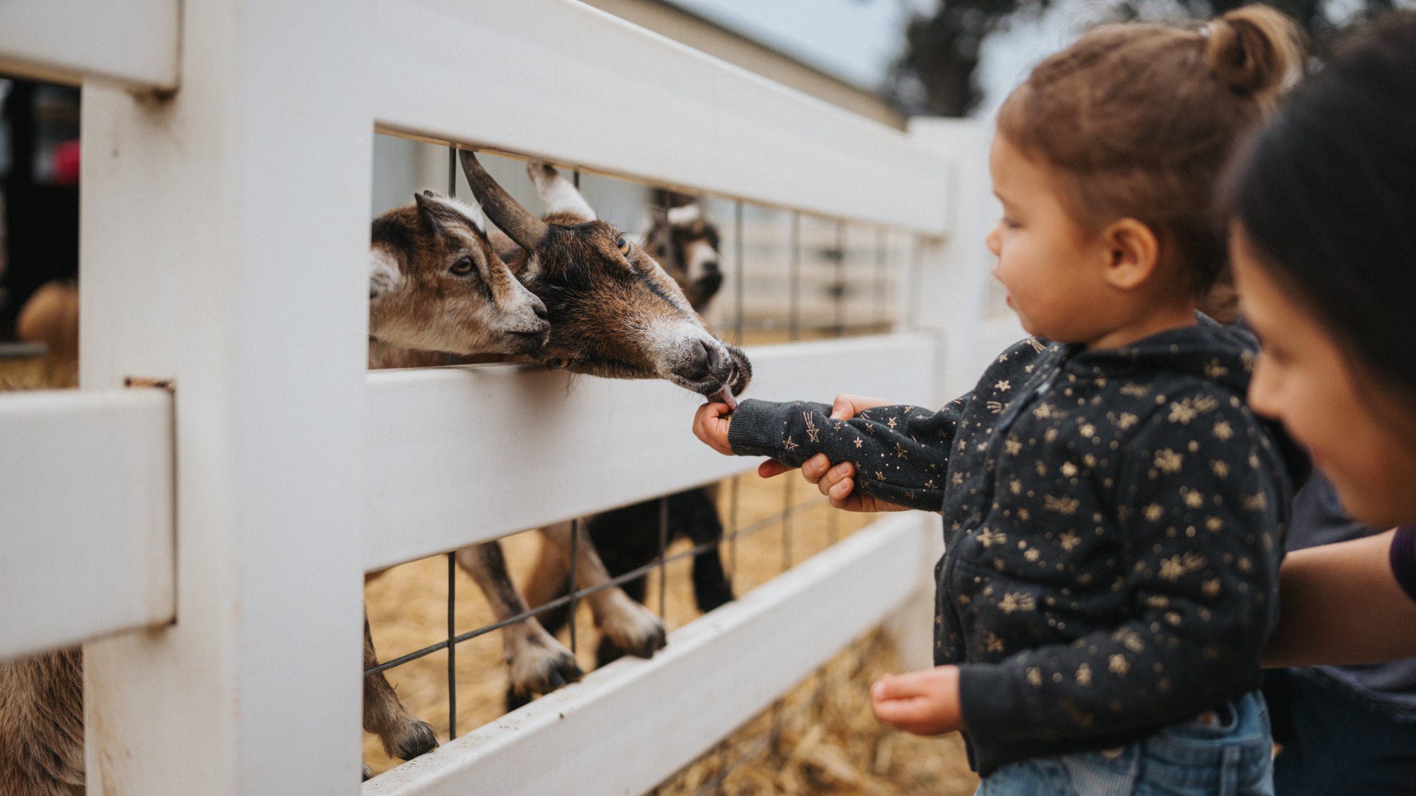 A toddler feeds goats at a city farm
