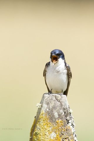 A swallow perches on a stone. There are nine species of swallows in the Tachycineta genus, all with forked tails and long wings – built for speed in flight. 