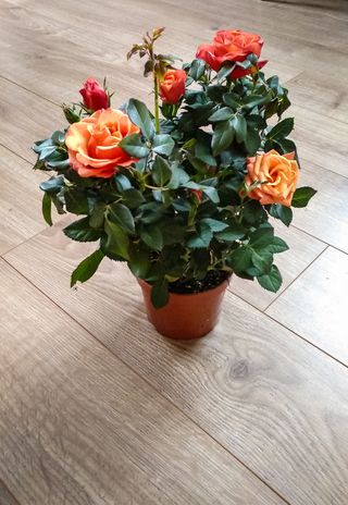 potted indoor miniature rose plant