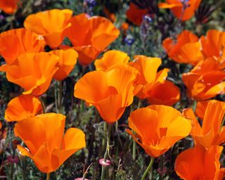 The bright orange flowers of California poppies