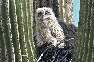 a great horned owl chick