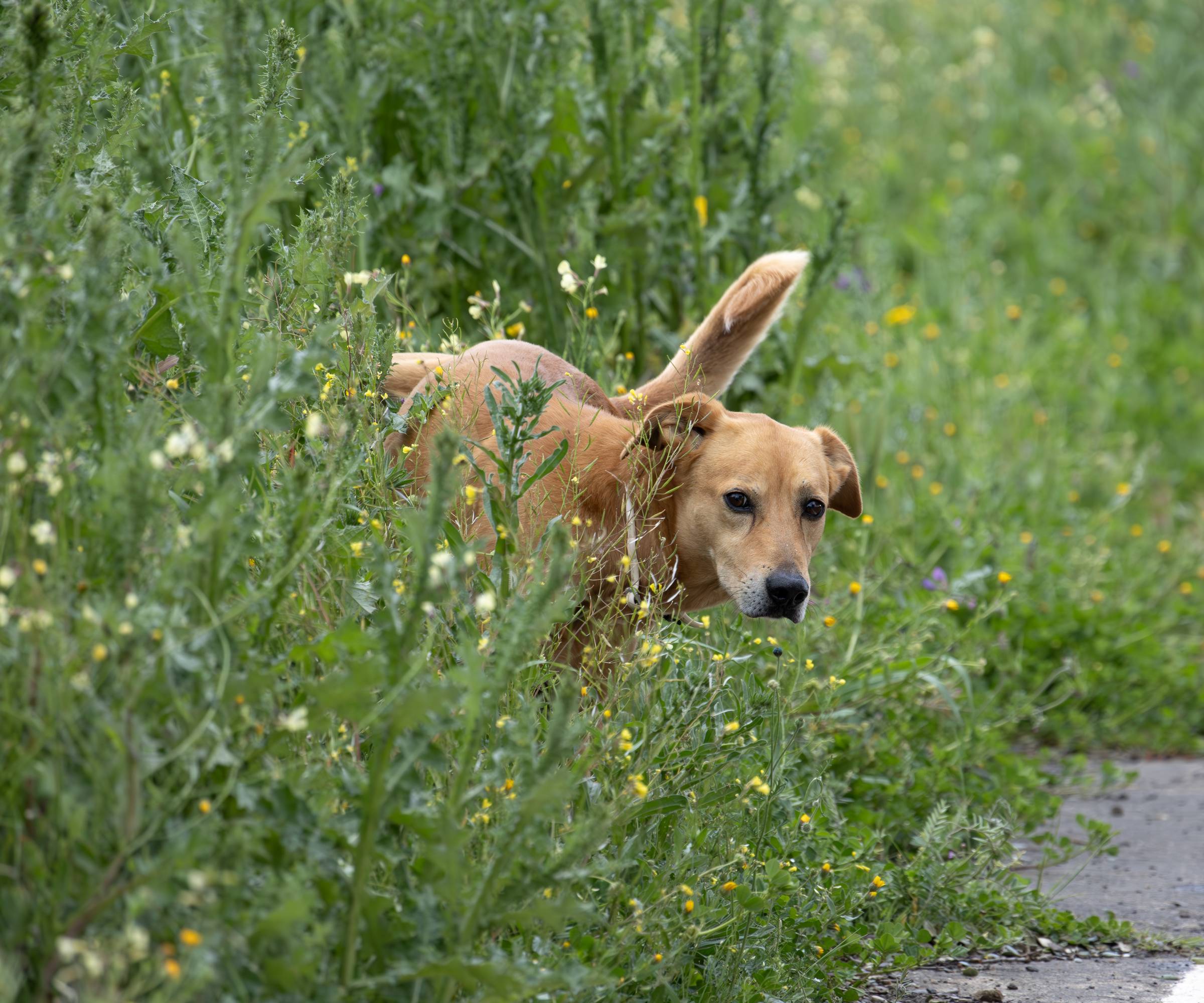 A dog peeing on flowers