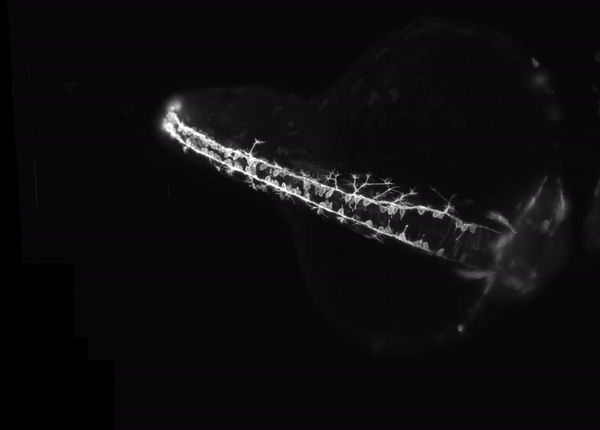 Branching filaments in a developing zebrafish embryo earned researchers first place in the 2018 Nikon Small World in Motion competition.