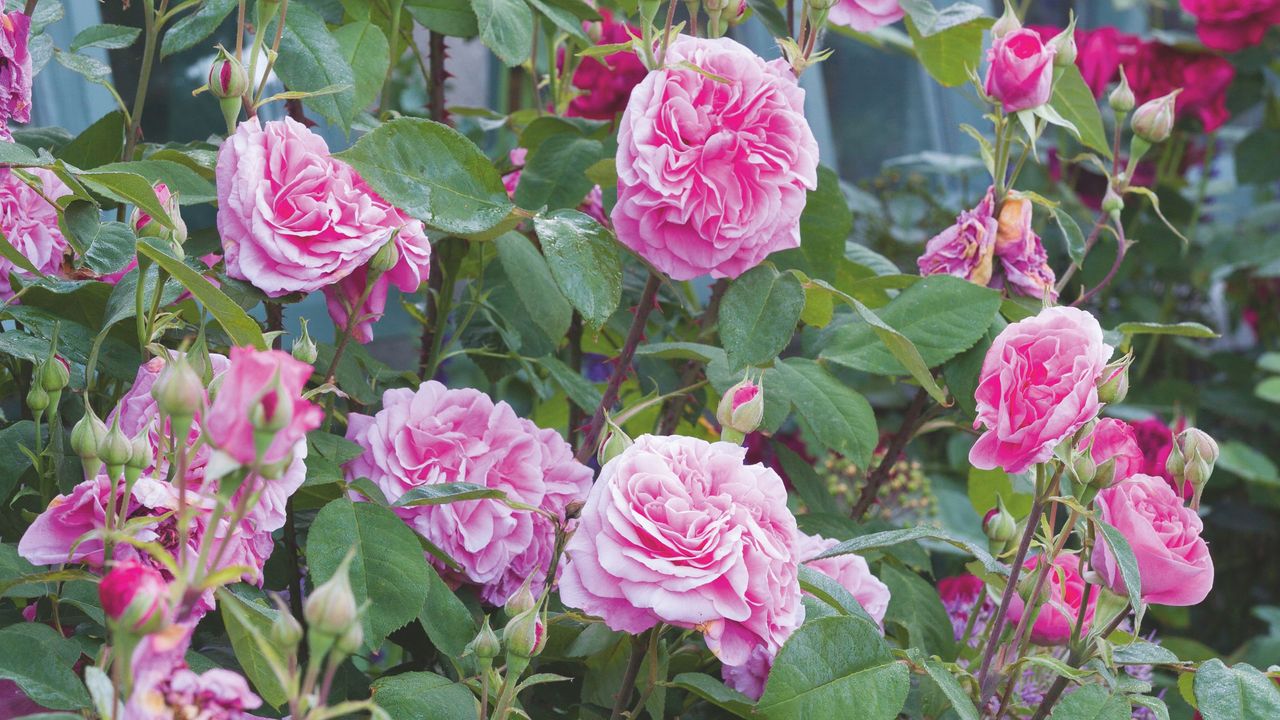 Pink roses growing on rose plant in garden