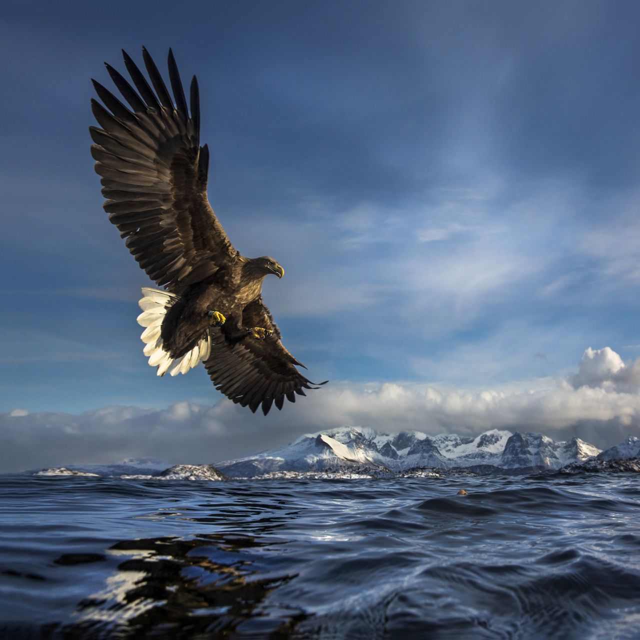Wildlife Nature Photography