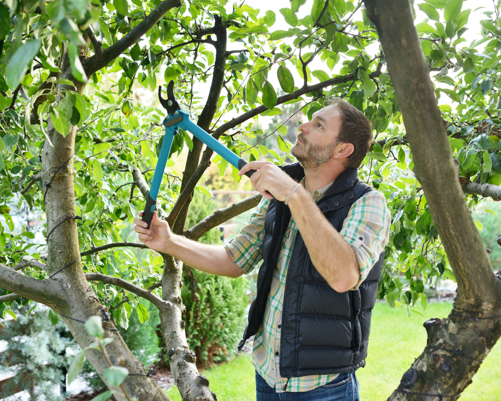 Gardener prunes tree in summer