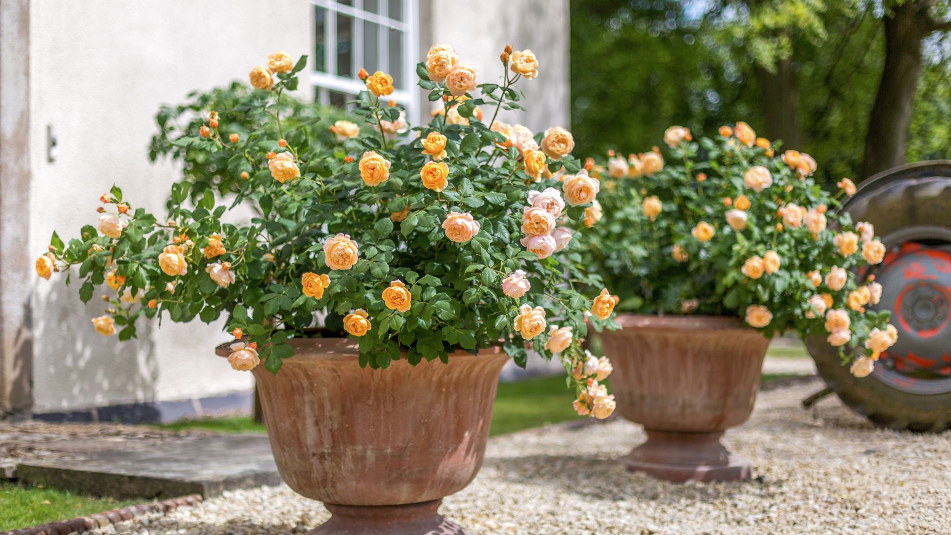 Essential rose care tips, according to the rose experts including