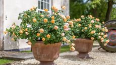 rose care tips: Roald Dahl rose from David Austin Roses 