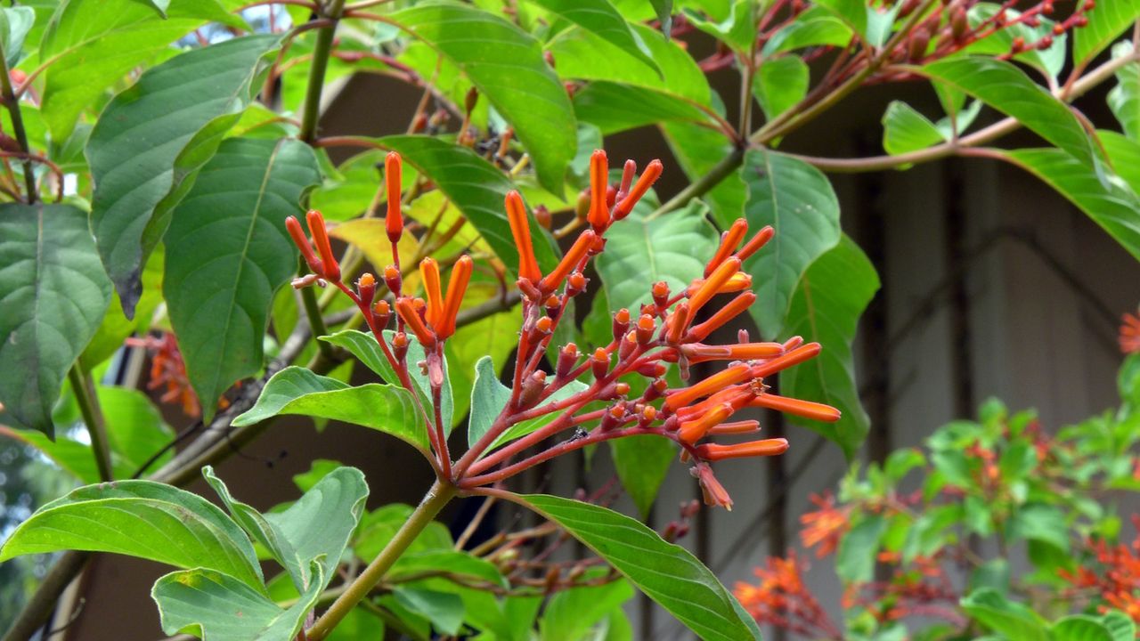 Firebush plant with red blooms