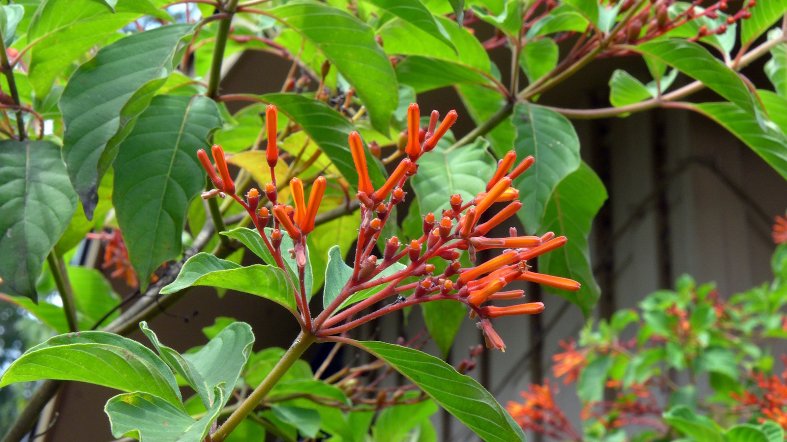 How to grow firebush: expert advice for this tropical native | Homes ...