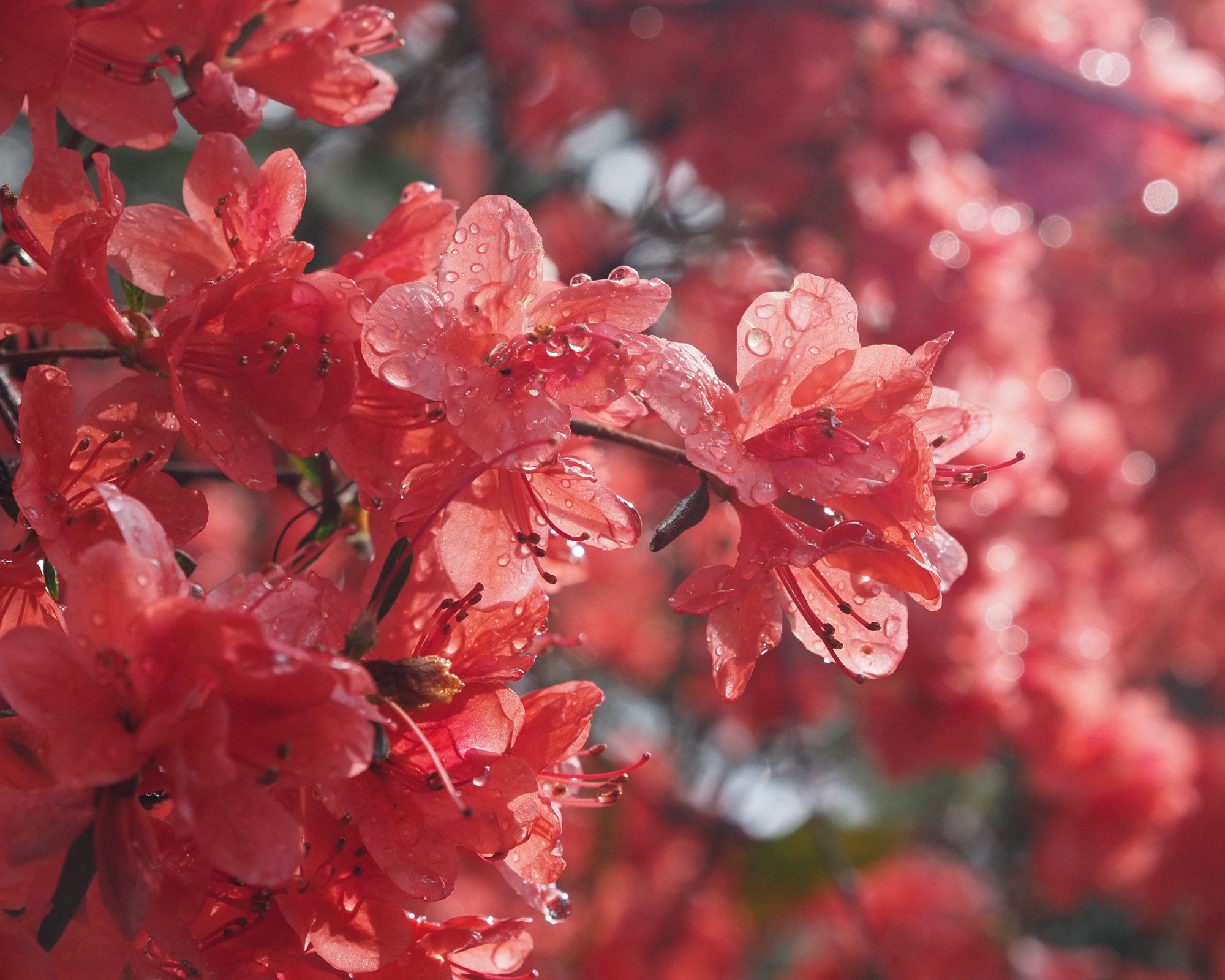 red azalea in sunshine after rain