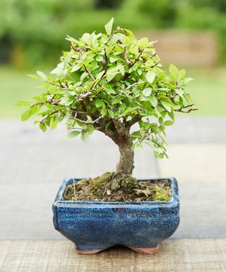 Chinese elm bonsai tree in blue planter set outdoors on tabletop