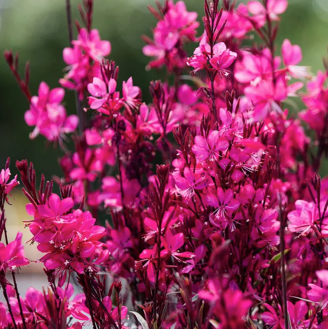 Gambit&amp;#8203; Gaura Plant