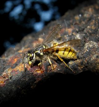 Sap-eating bugs leave sticky-sweet sugar excretions on trees -- a ready-made meal for wasps.