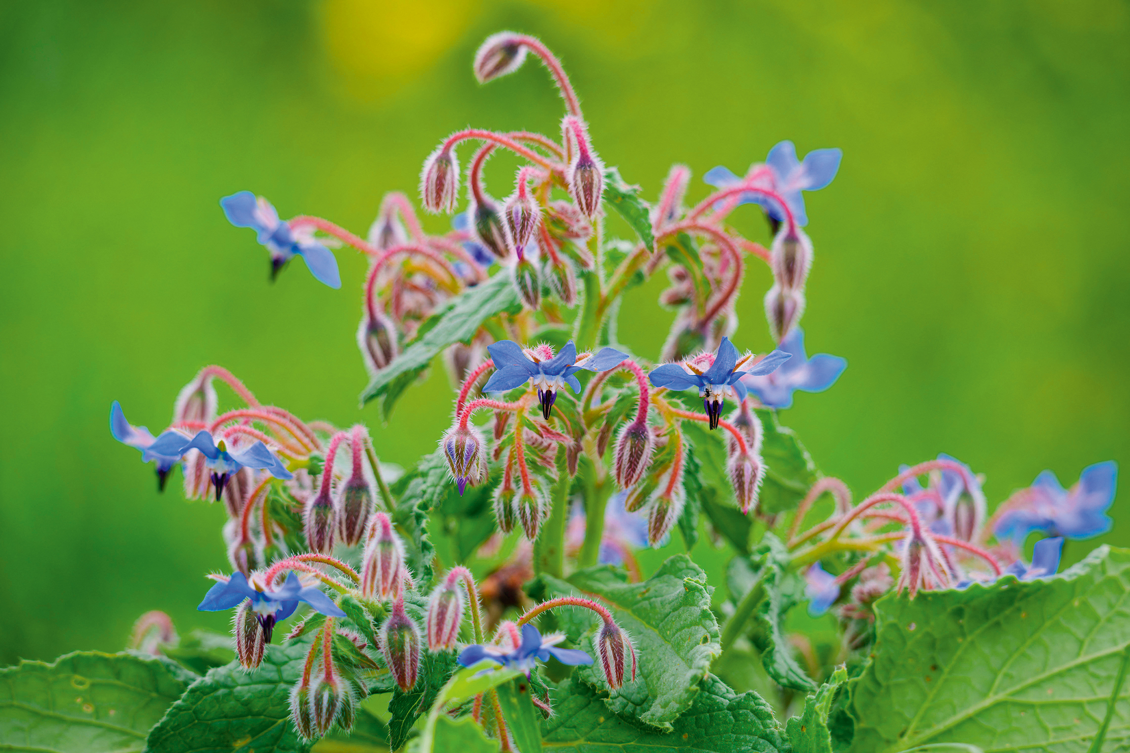 Wild borage blooms among vibrant green leaves and wildflowers.