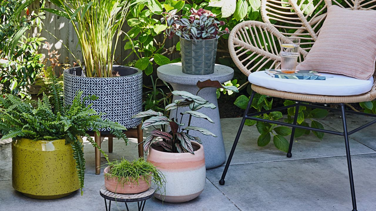 Courtyard garden with fence and shrubs, plants in pots and rattan chair with cushion