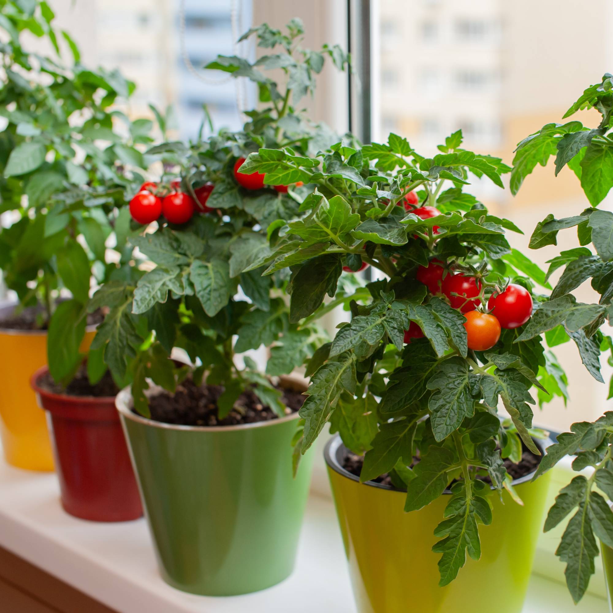Cherry tomatoes growing on small potted plants on a windowsill