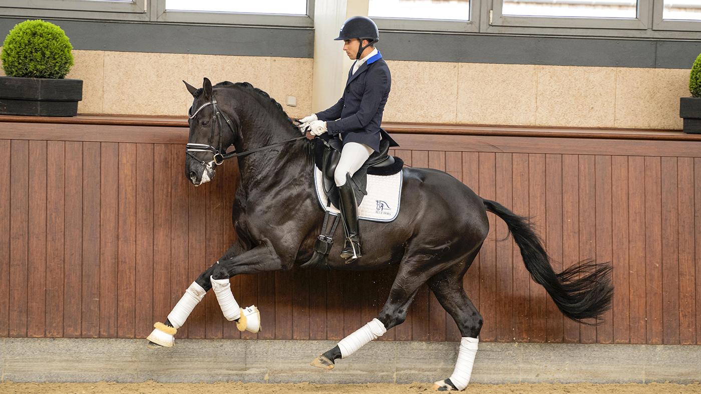 Blue Hors Zackorado stallion