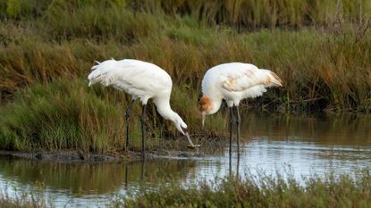 A pair of whooping cranes at a wildlife refuge in Texas. 
