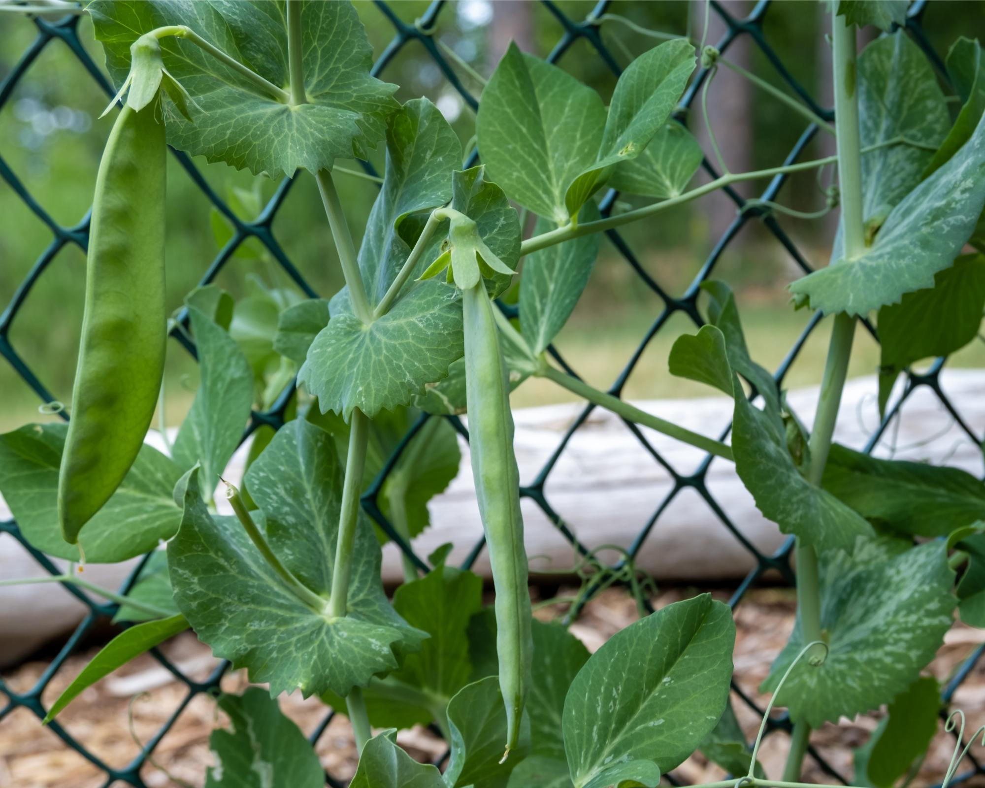 Snow peas growing on fence