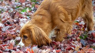 Cocker spaniel snuffling in leaves