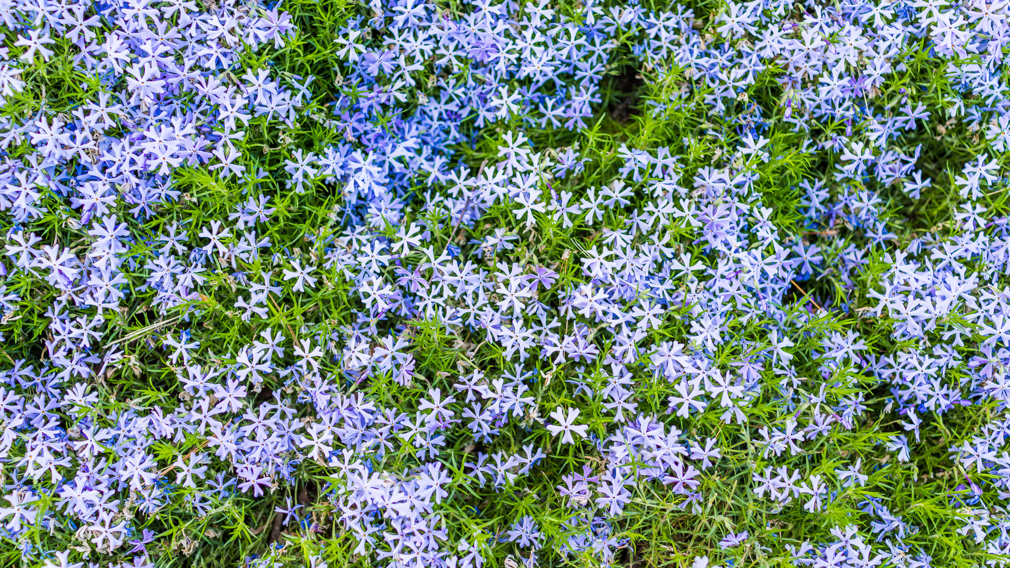 blue creeping phlox growing in a garden 