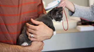 Kitten being microchipped