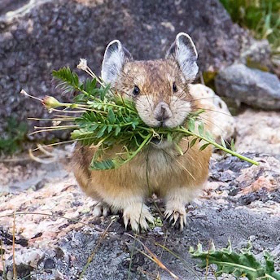 Photos Of The Pika North Americas Cutest Mammal Live Science