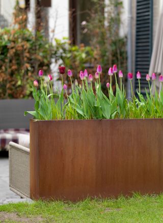 corten steel container with tulips