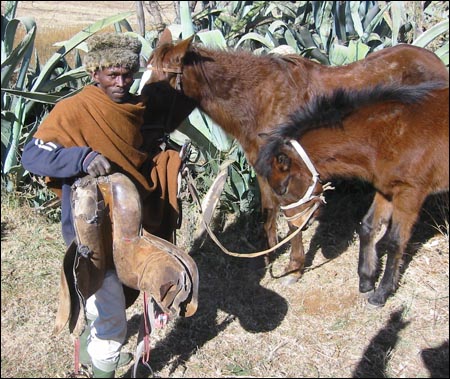 There is a real need for training in saddlery, farriery, and nutrition in Lesotho according to the ILPH